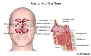 Allergic rhinitis and rhinoplasty